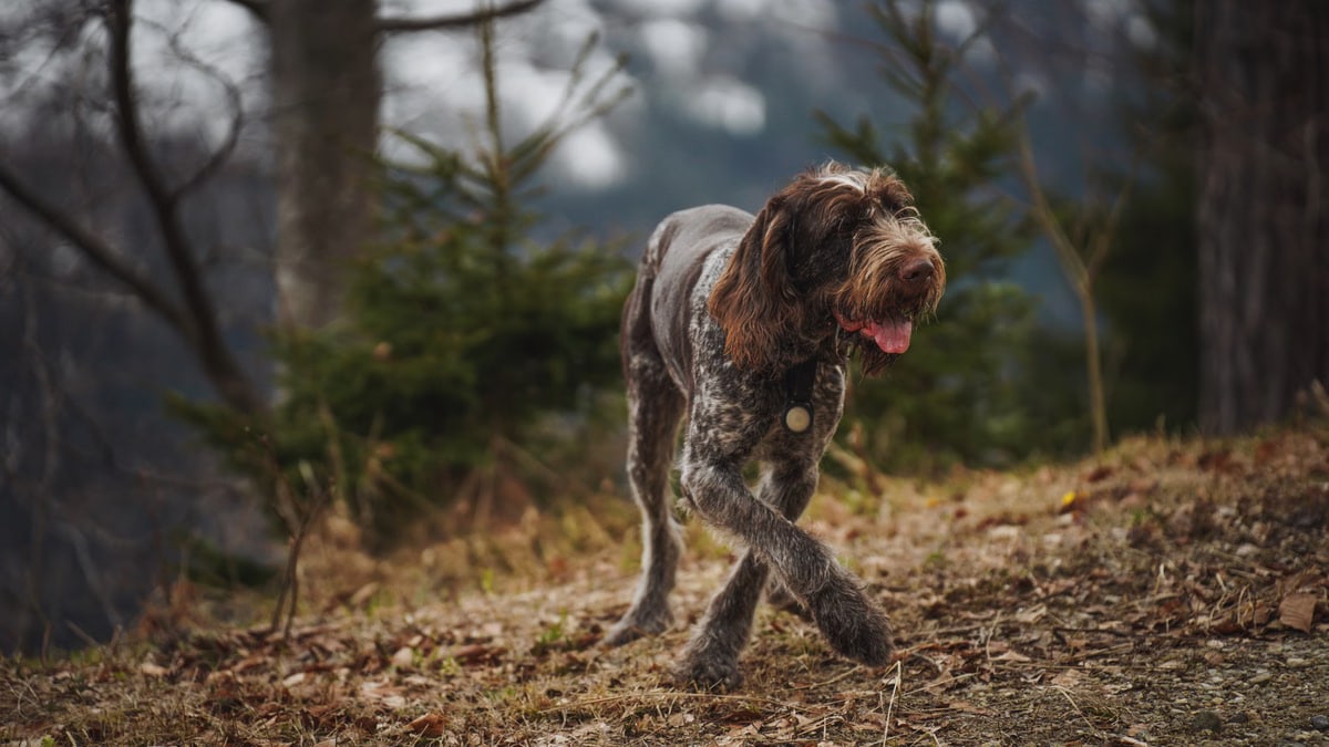 A German Wirehaired Pointer walking on a forest trail in autumn